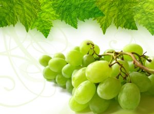 Обрезка винограда, уход за виноградом,рецепт приготовления вина. 1059741_grapes___1